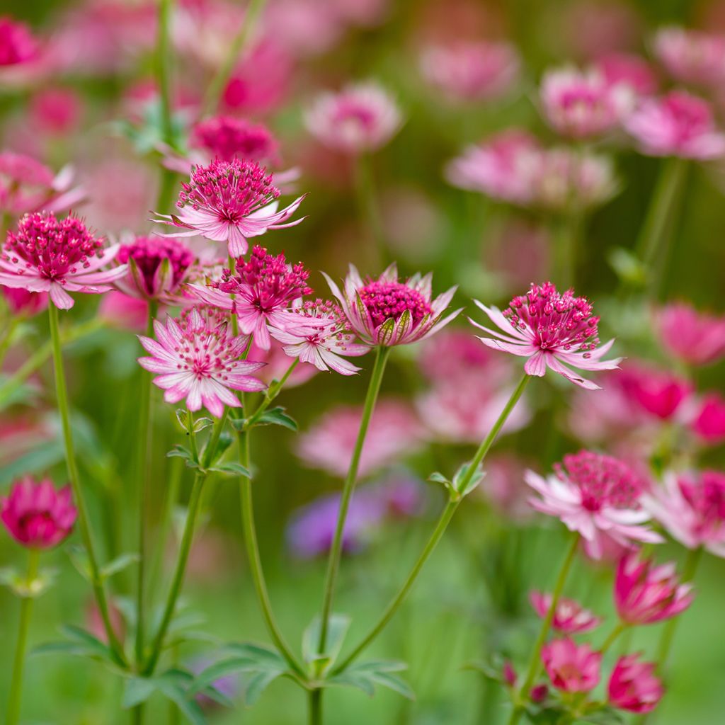 Astrância-maior Lars - Astrantia major