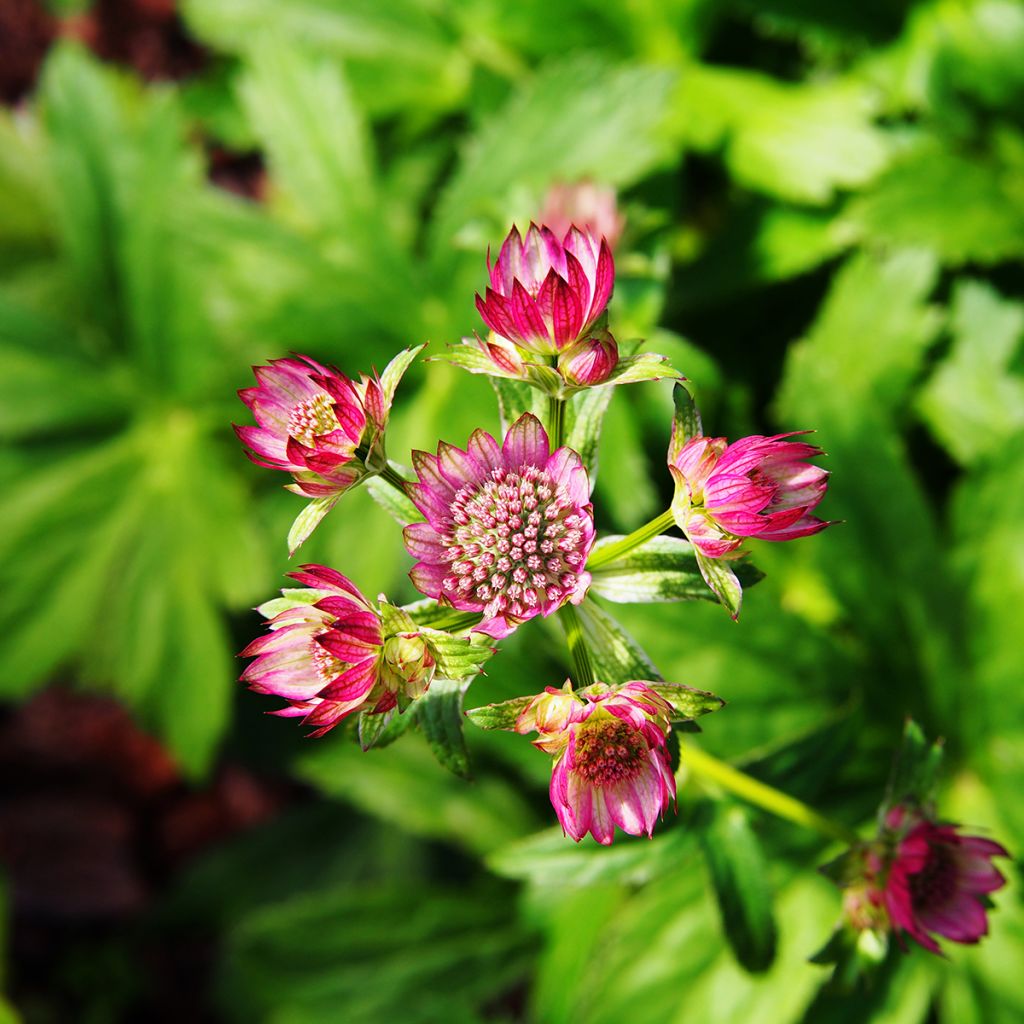 Astrância-maior Lars - Astrantia major