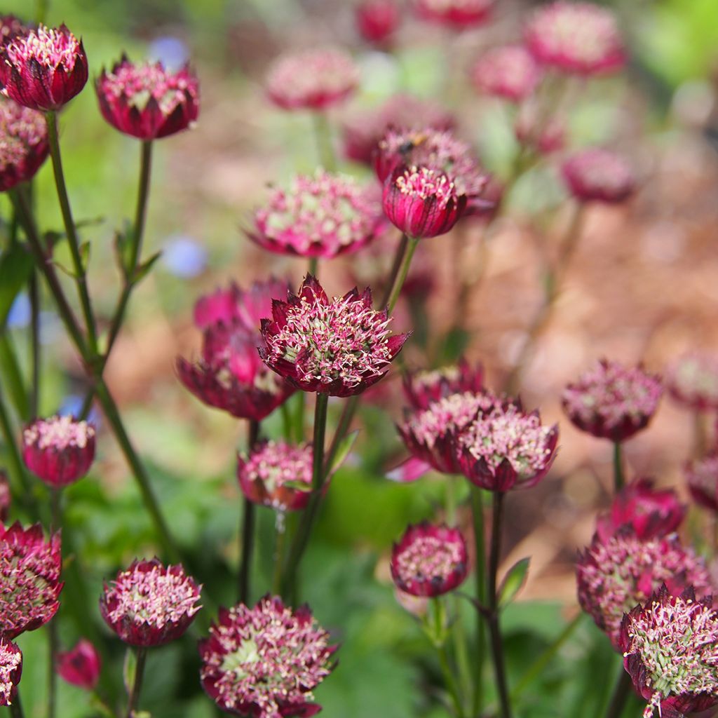 Astrância-maior Moulin Rouge - Astrantia major