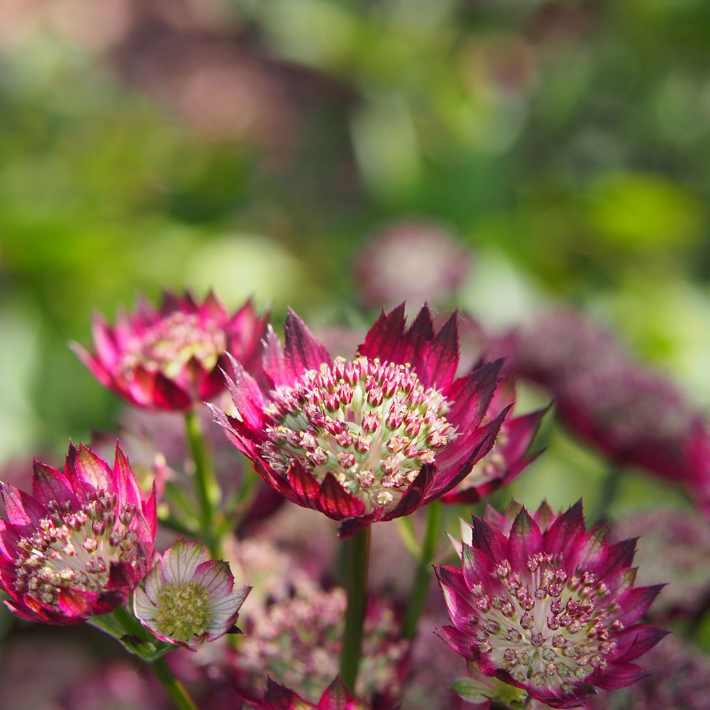 Astrância-maior Moulin Rouge - Astrantia major