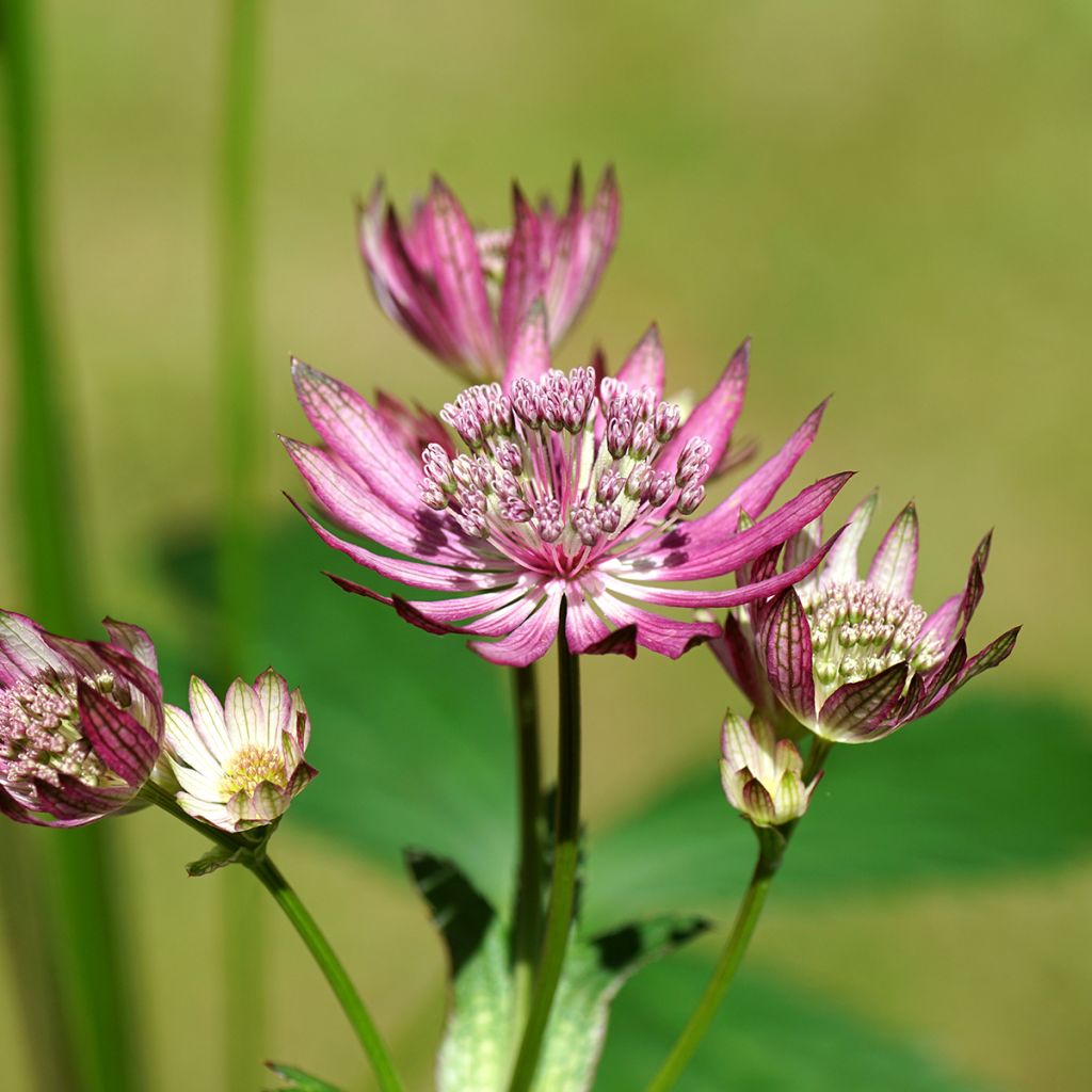 Astrância-maior Primadonna - Astrantia major