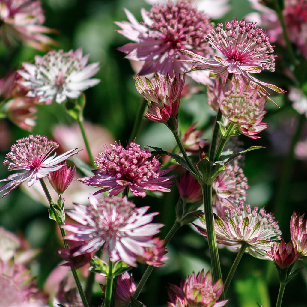 Astrância-maior Roma - Astrantia major
