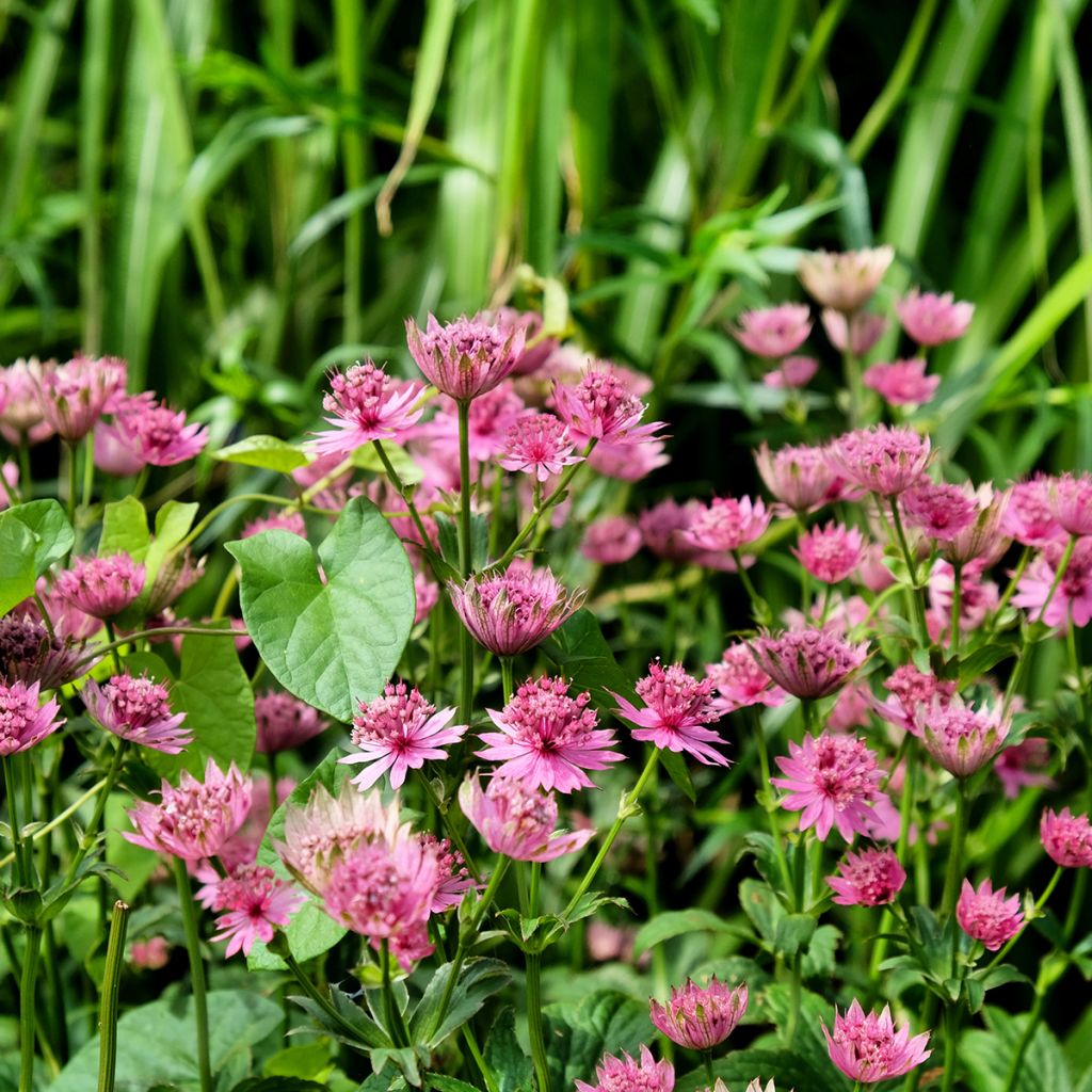 Astrância-maior Roma - Astrantia major