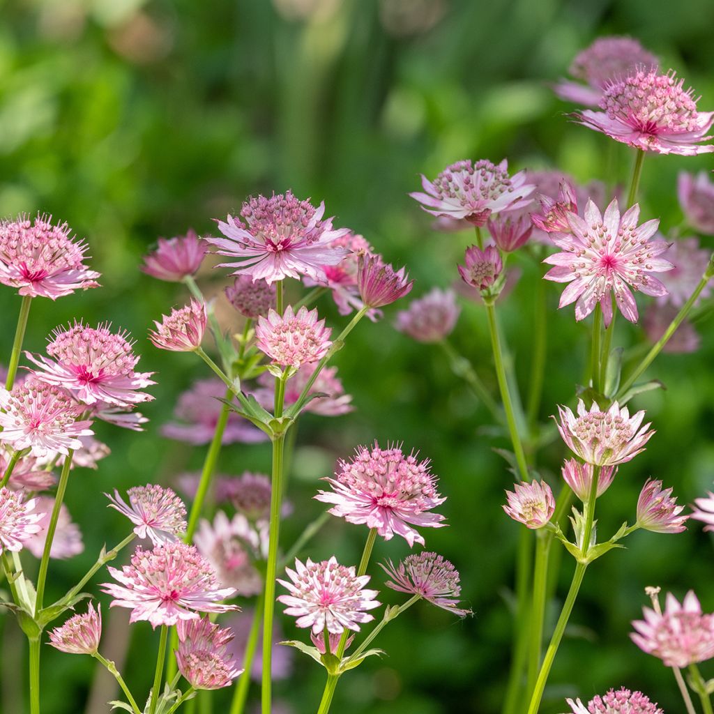 Astrância-maior Roma - Astrantia major