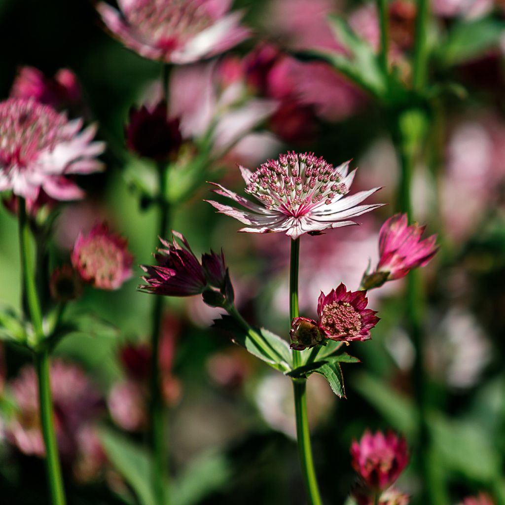 Astrância-maior Roma - Astrantia major