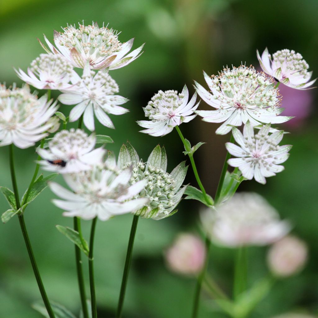 Astrância-maior Shaggy - Astrantia major