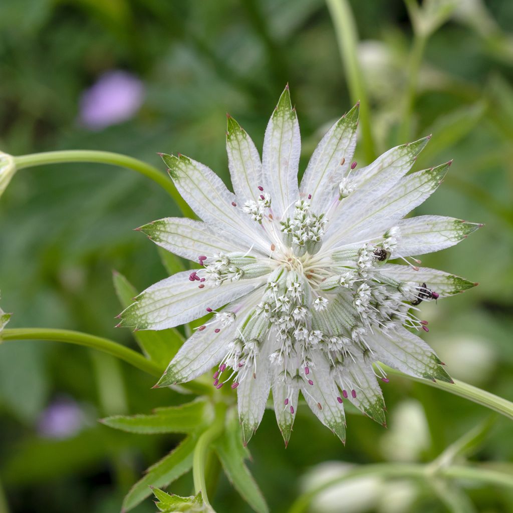 Astrância-maior Shaggy - Astrantia major