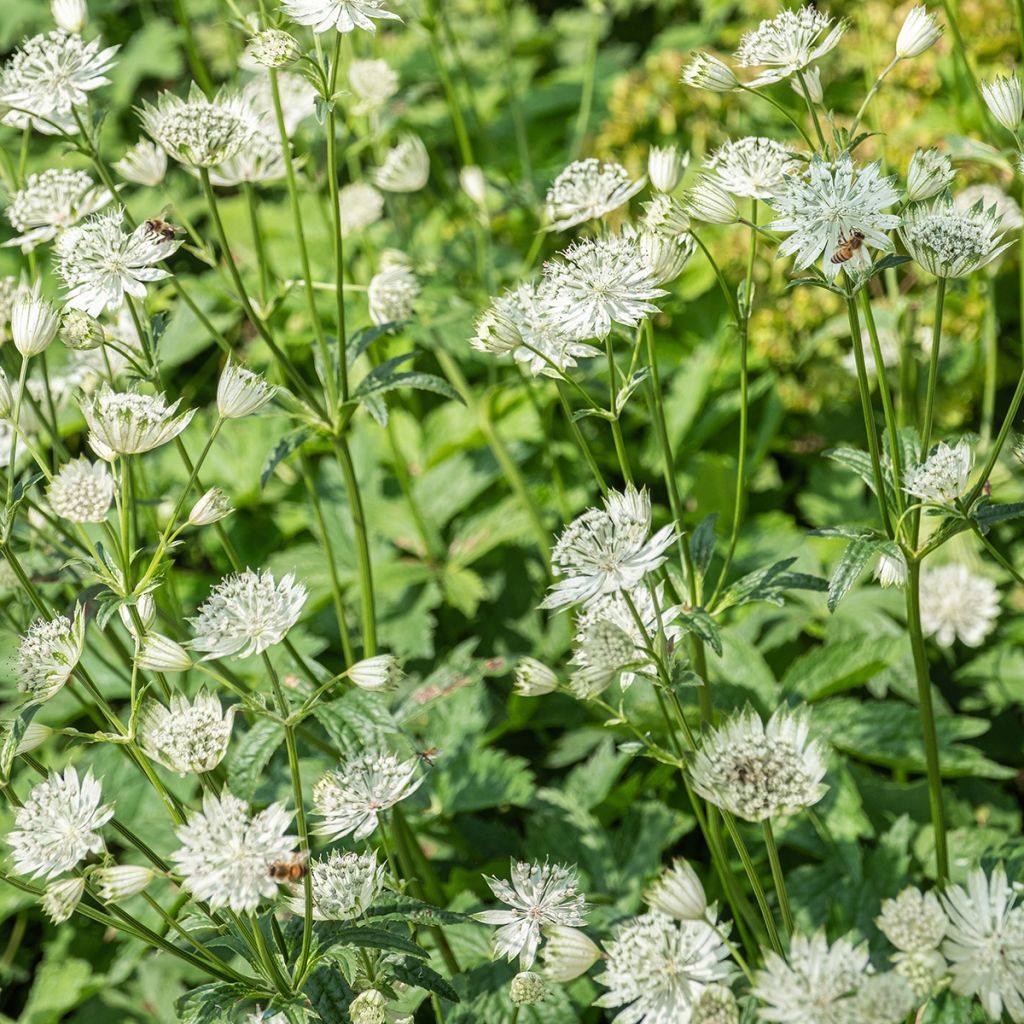 Astrância-maior Shaggy - Astrantia major
