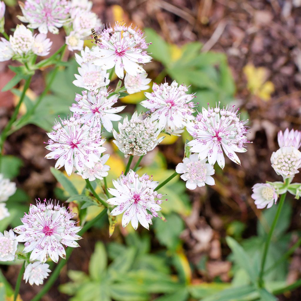 Astrância-maior Sunningdale Variegated - Astrantia major