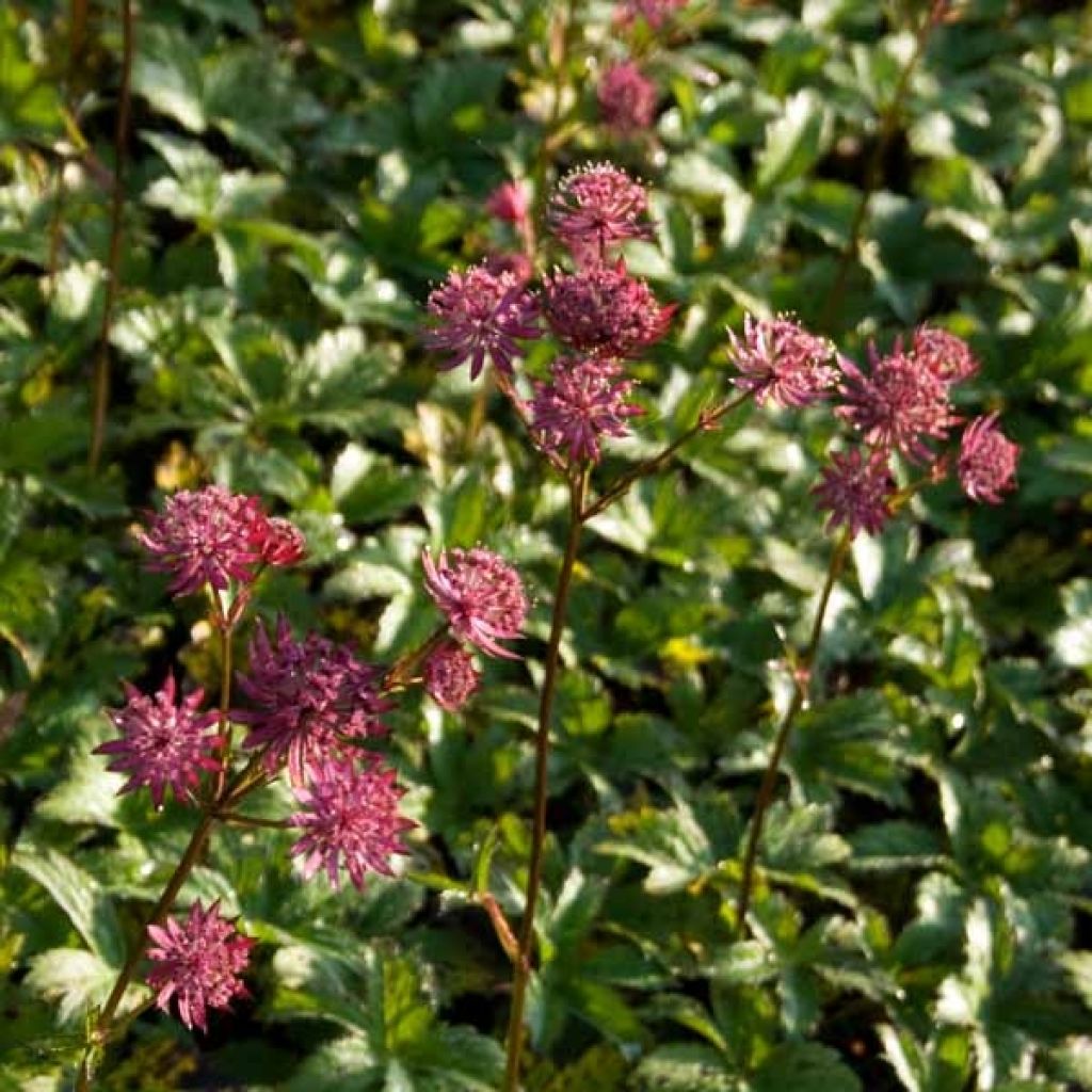 Astrance - Astrantia major Hadspen Blood