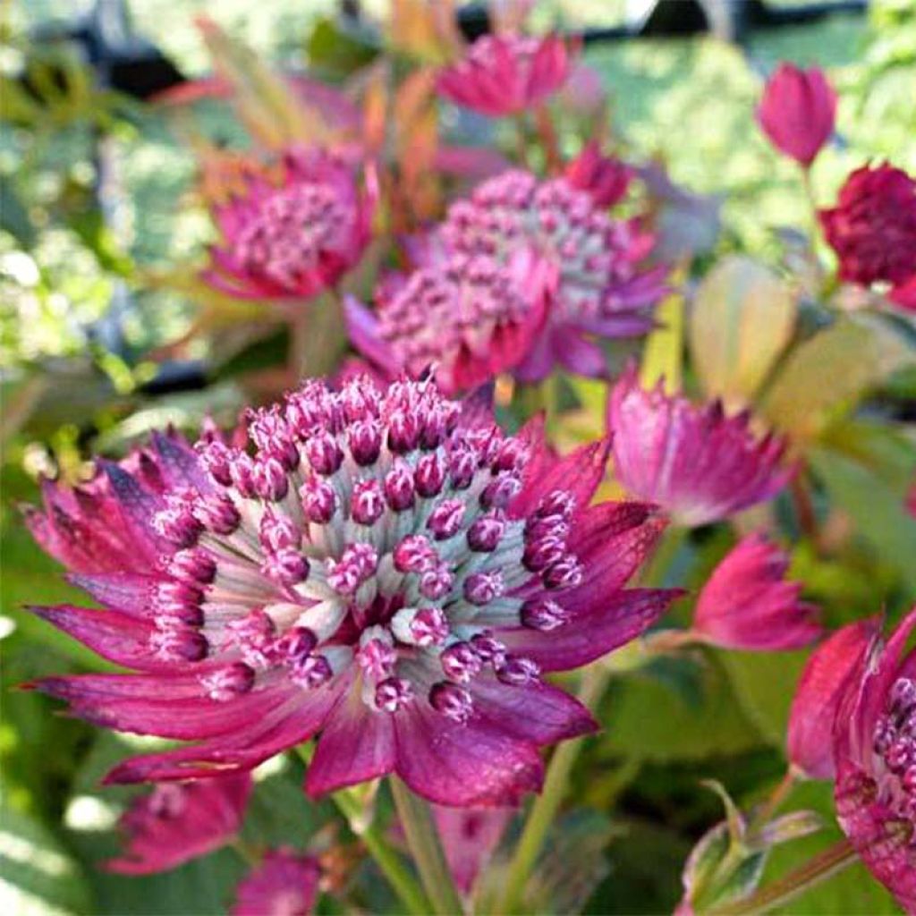 Astrance - Astrantia major Star of Treasure®
