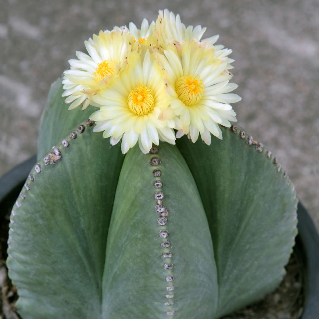 Astrophytum myriostigma