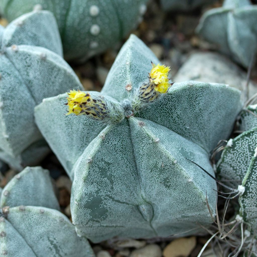 Astrophytum myriostigma