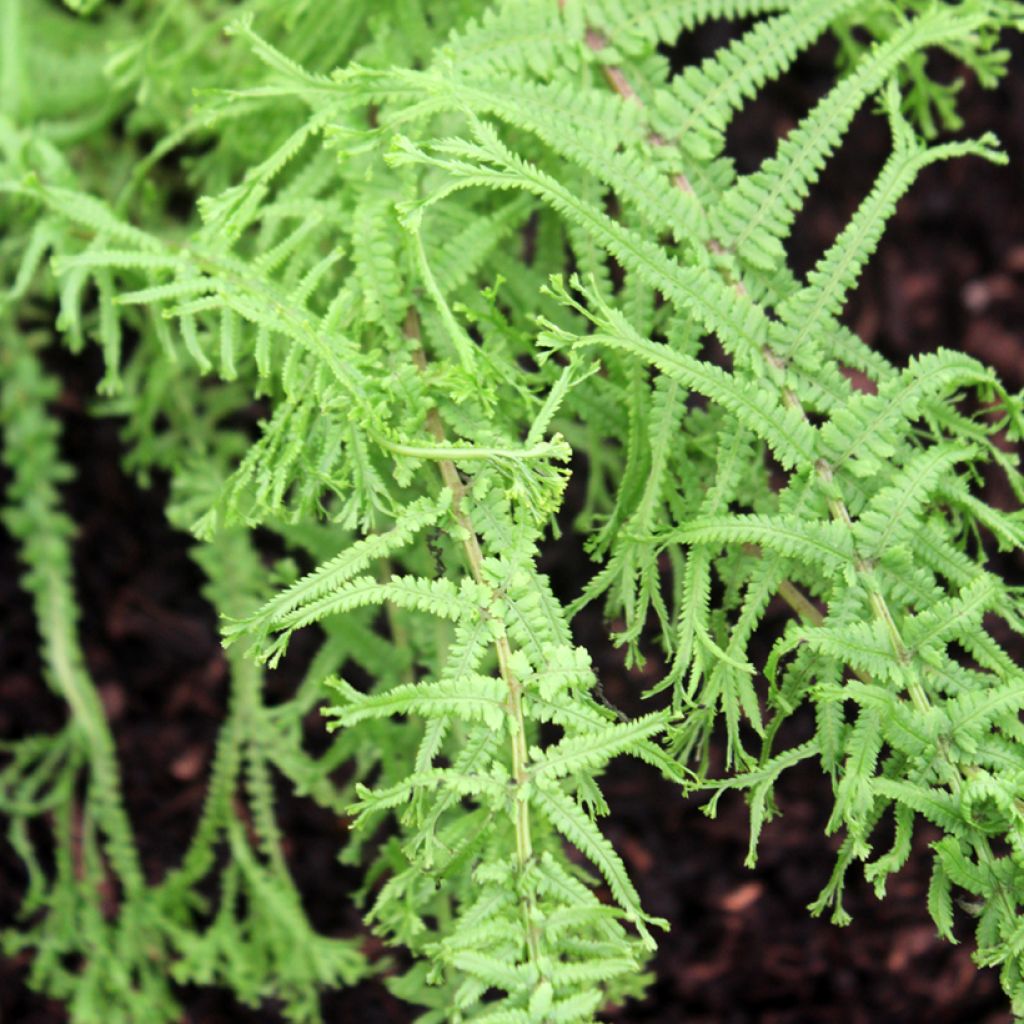 Athyrium filix-femina Victoriae - Feto-fêmea