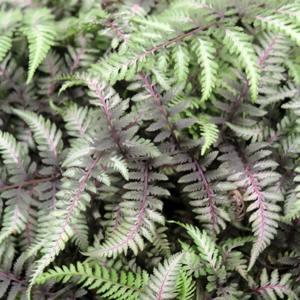 Athyrium niponicum var. pictum Red Beauty