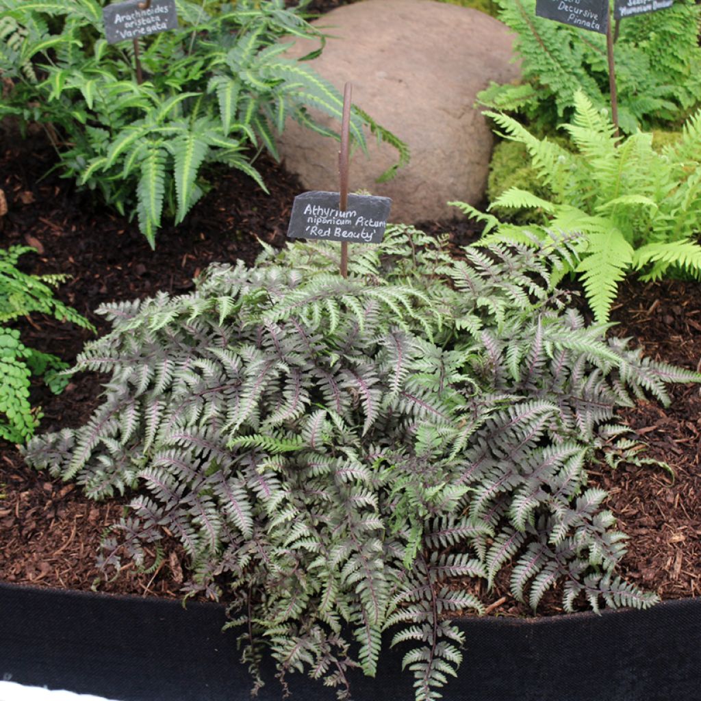 Athyrium niponicum var. pictum Red Beauty
