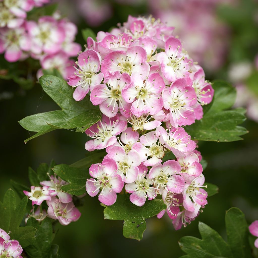 Crataegus × media Princesse Sturdza