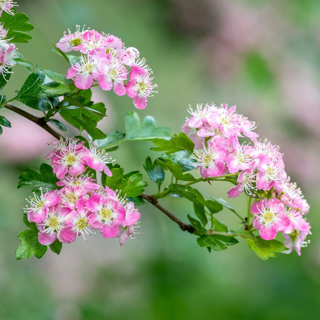 Crataegus × media Princesse Sturdza