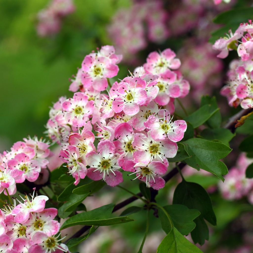 Crataegus × media Princesse Sturdza