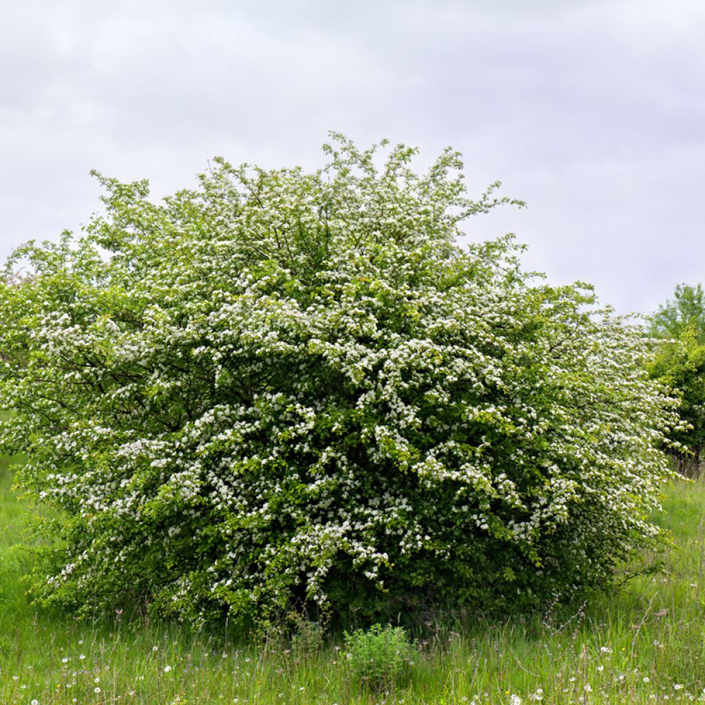 Crataegus monogyna