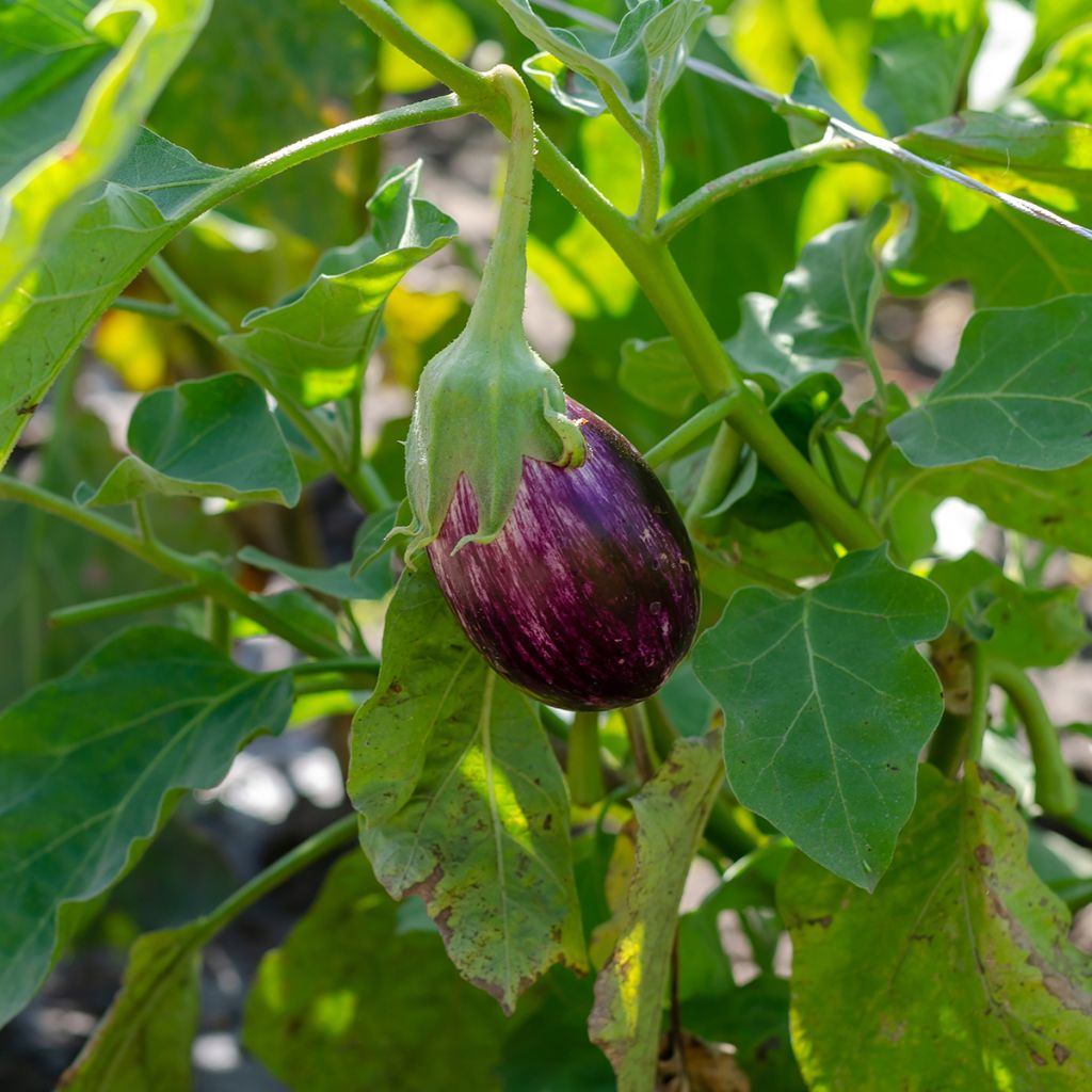 Beringela Listada de Gandia