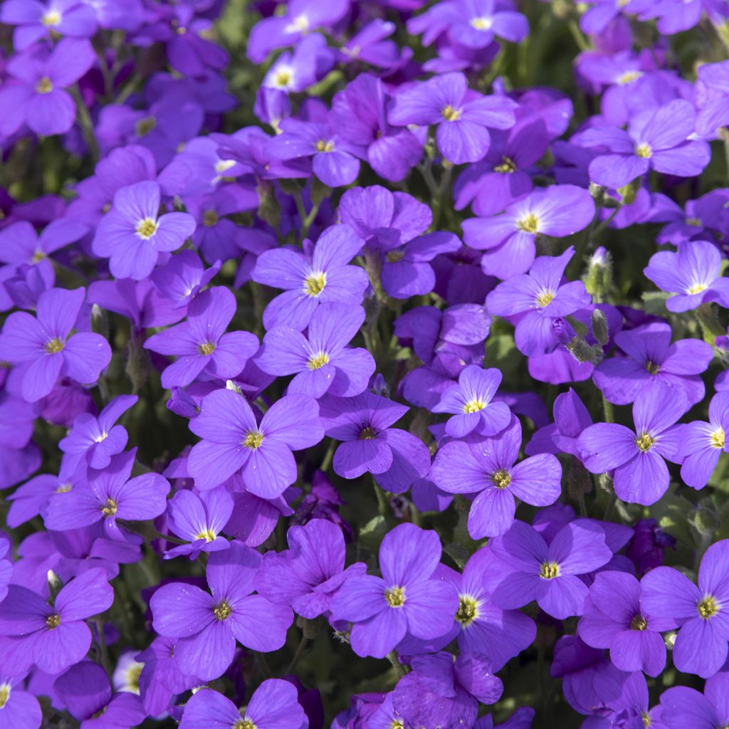 Aubrecia Royal Blue