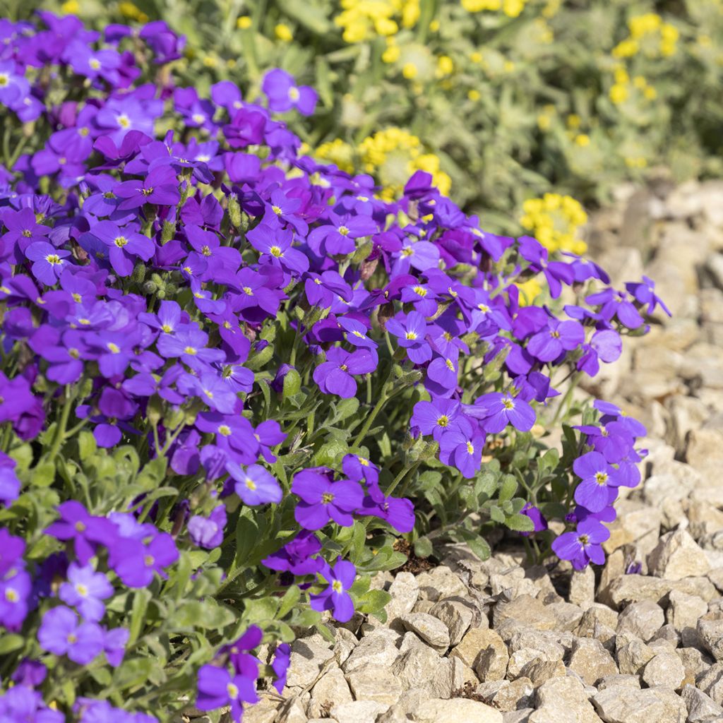 Aubrecia Royal Blue