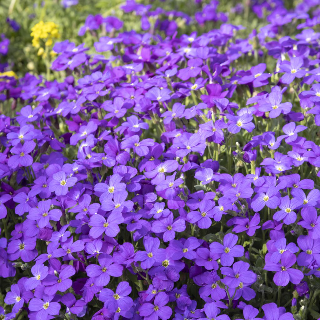 Aubrecia Royal Blue