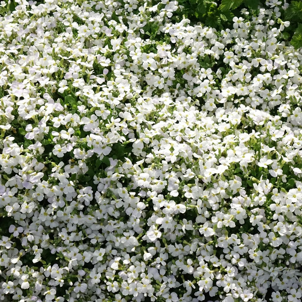 Aubrecia Kitte White