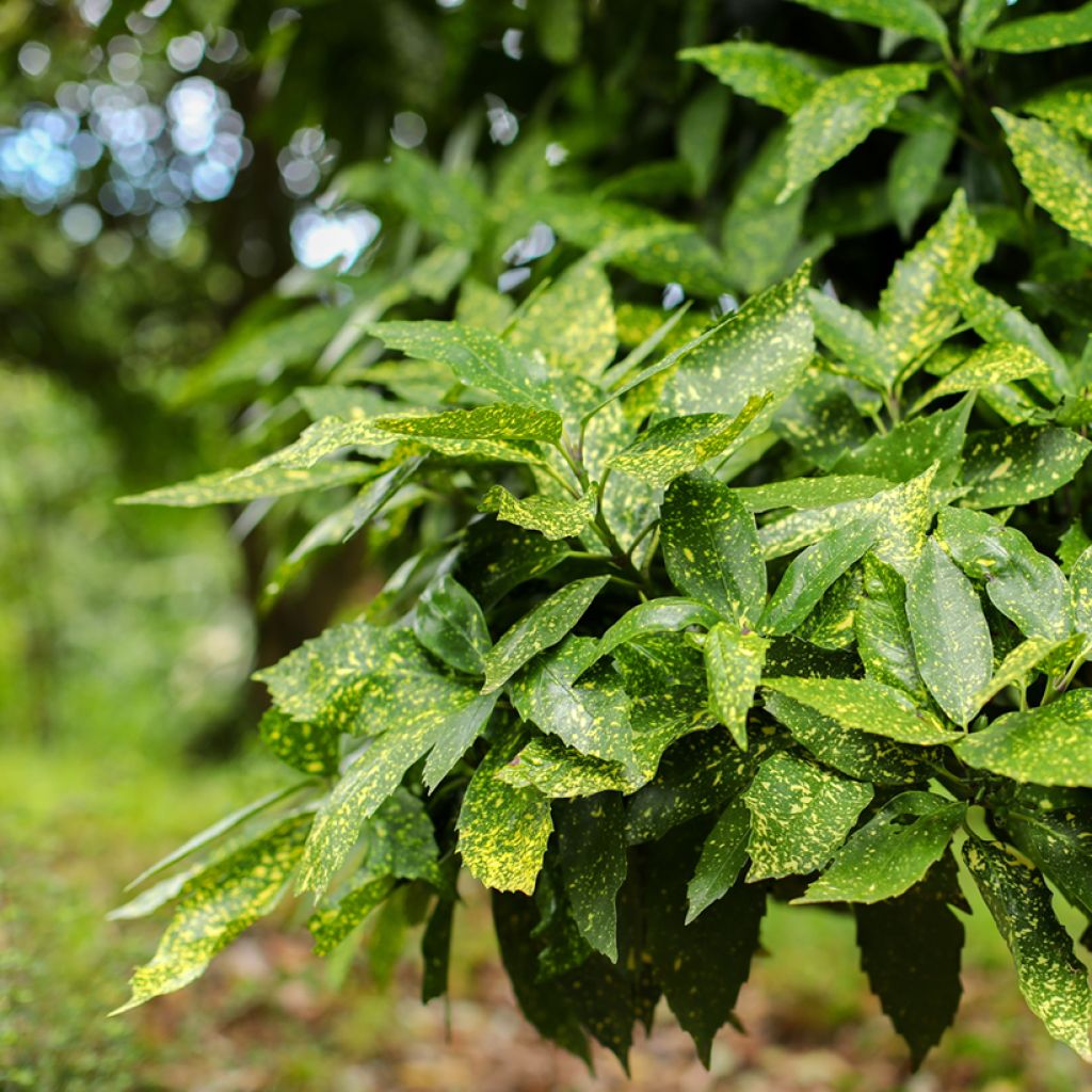 Aucuba japonica Variegata