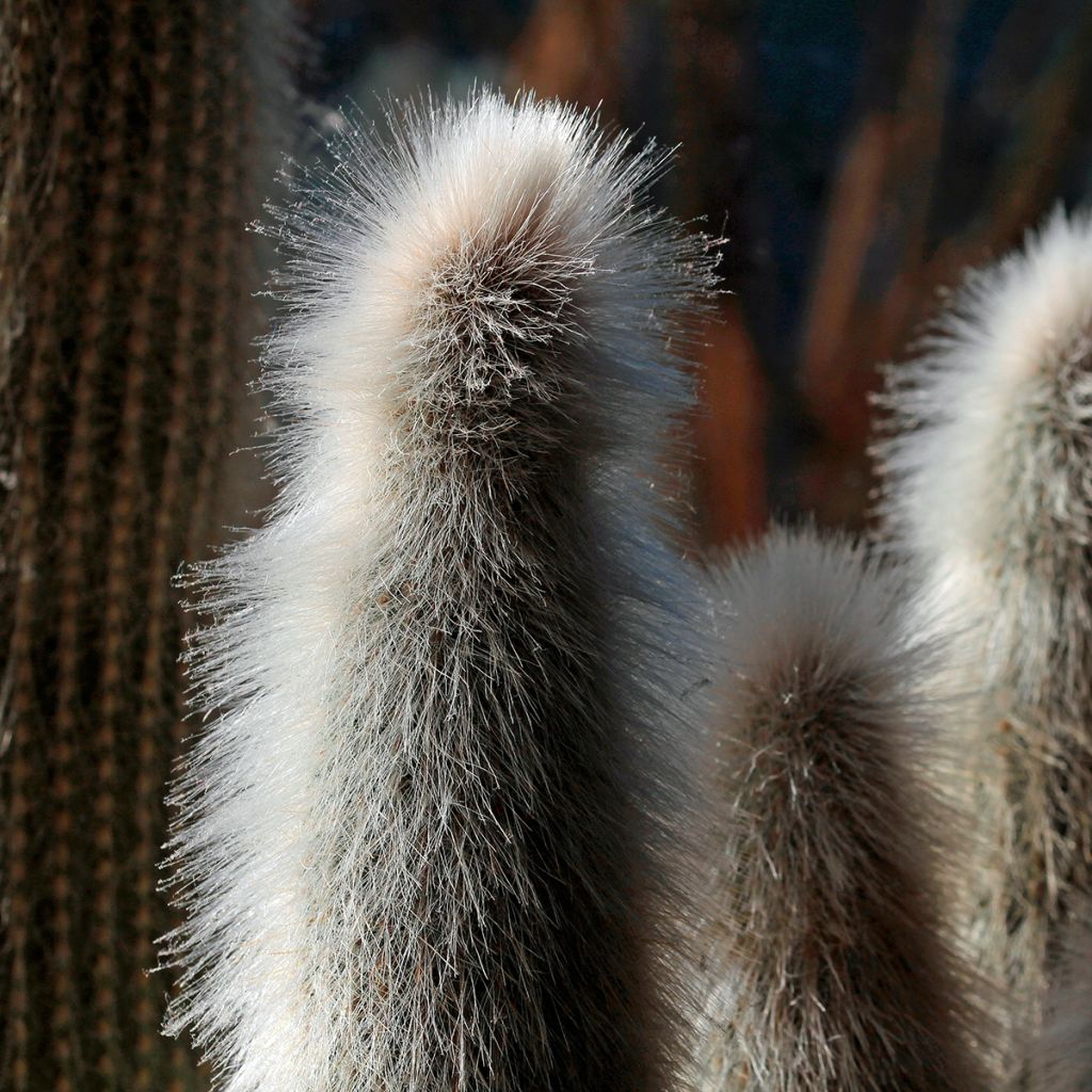 Austrocephalocereus dybowskii - Cactus-cierge laineux