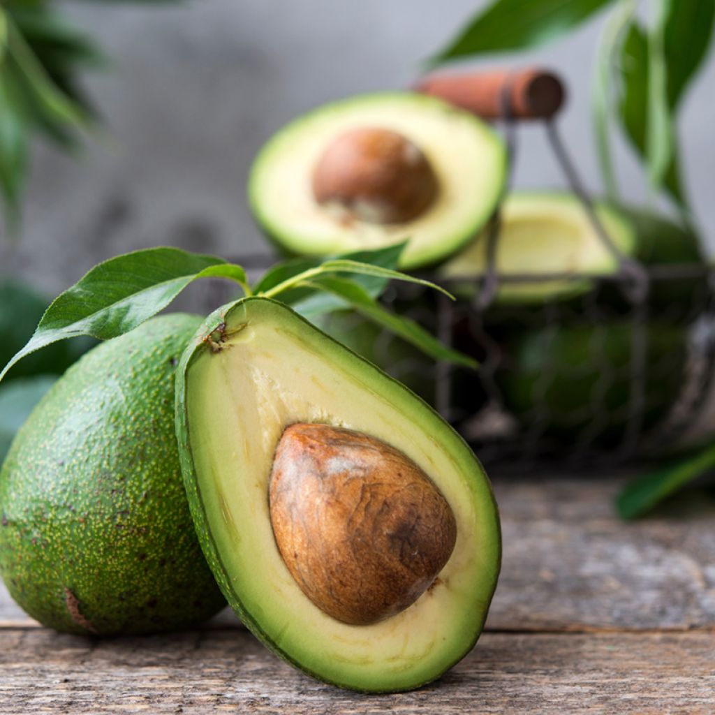 Abacate Bacon - Abacateiro