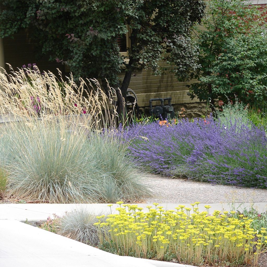 Helictotrichon sempervirens