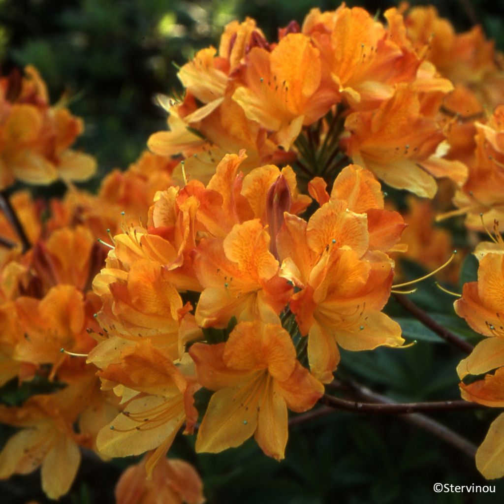 Azálea Mollis Hortulanus H Witte