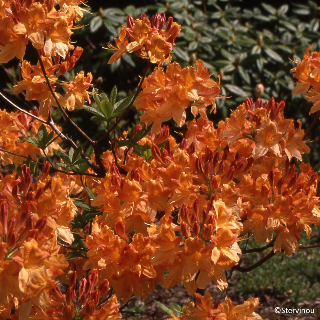 Azálea Mollis Hortulanus H Witte