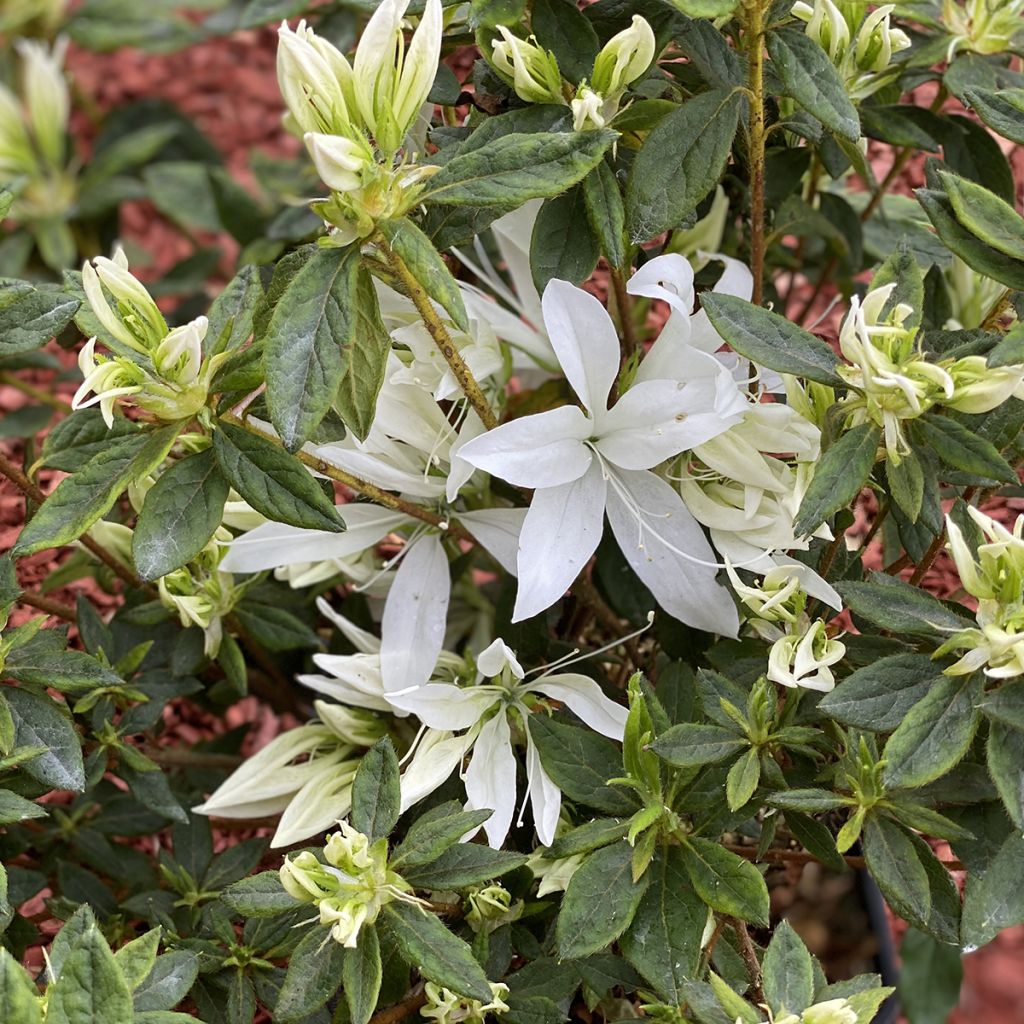 Azálea Japonesa Koromo Shikibu White