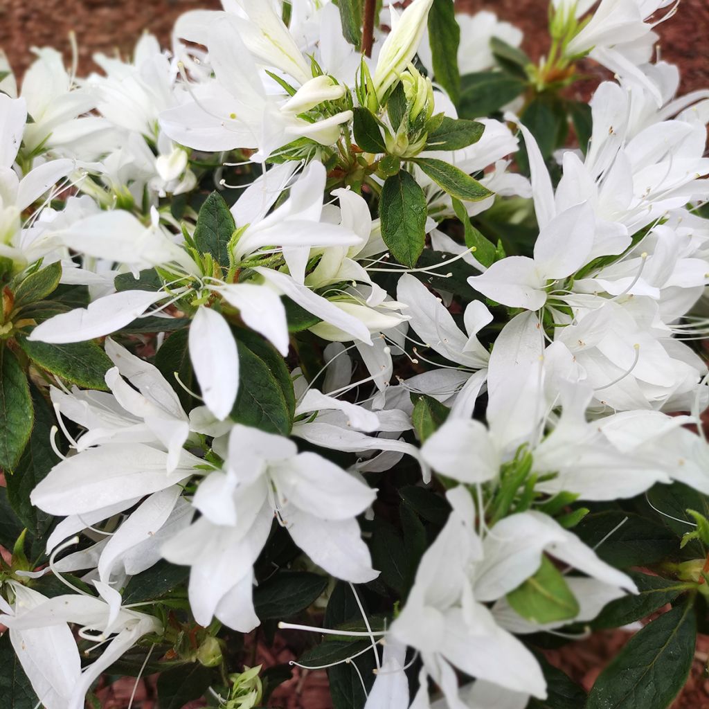 Azálea Japonesa Koromo Shikibu White