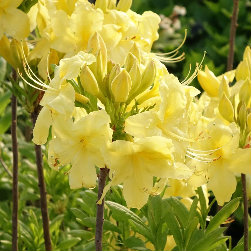 Azálea Mollis Anneke