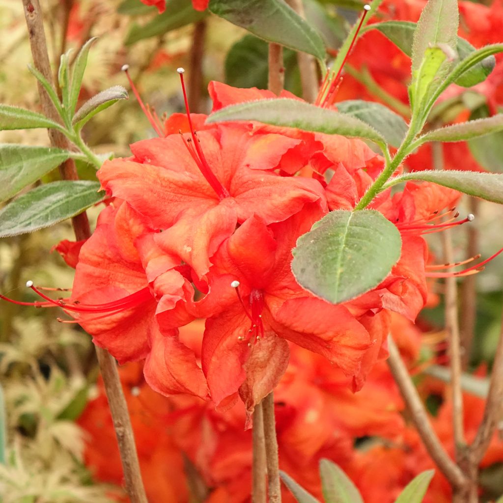 Azálea Mollis Fire Ball