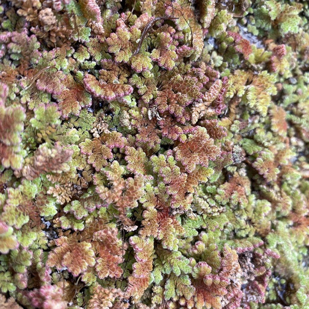 Azolla pinnata