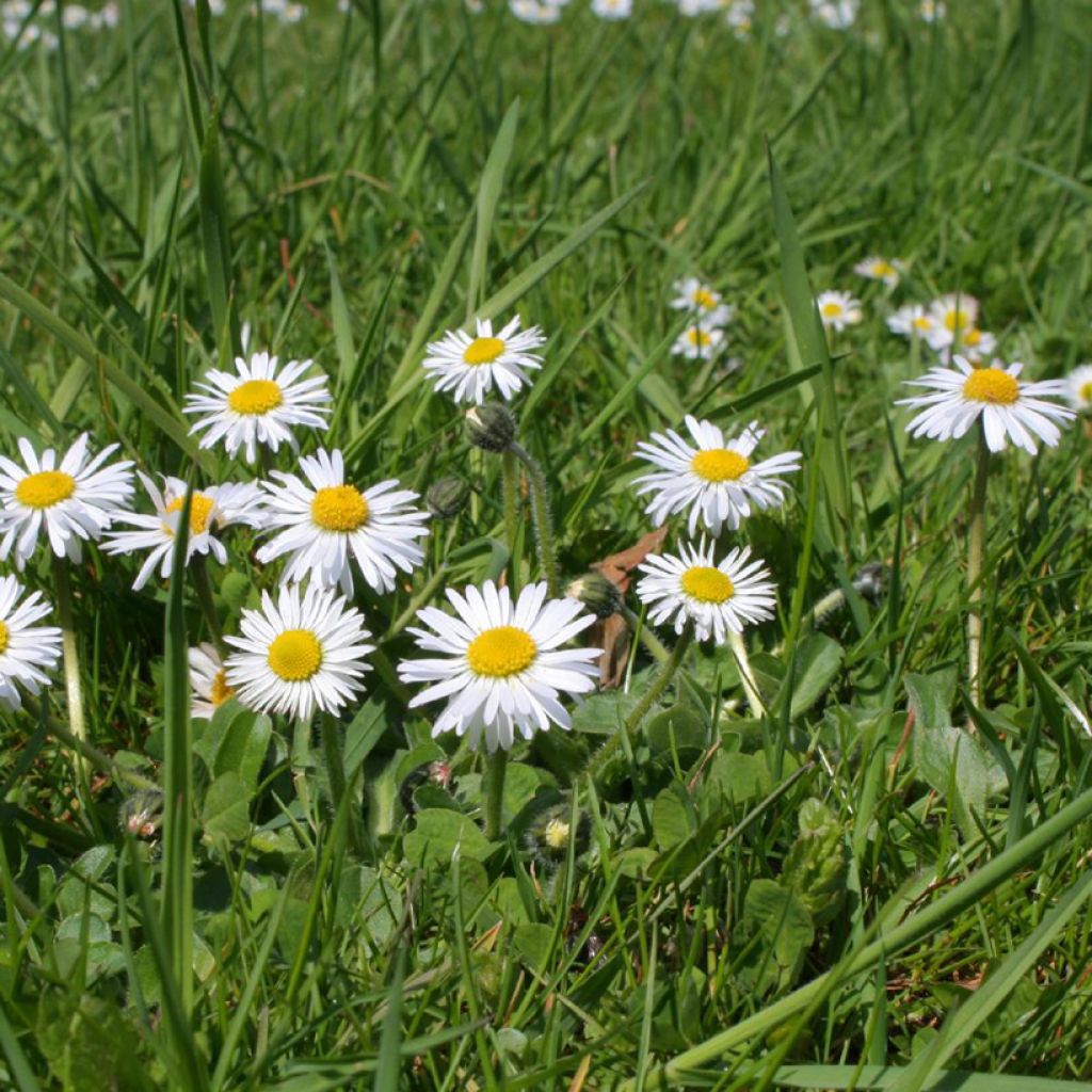 Bellis perennis