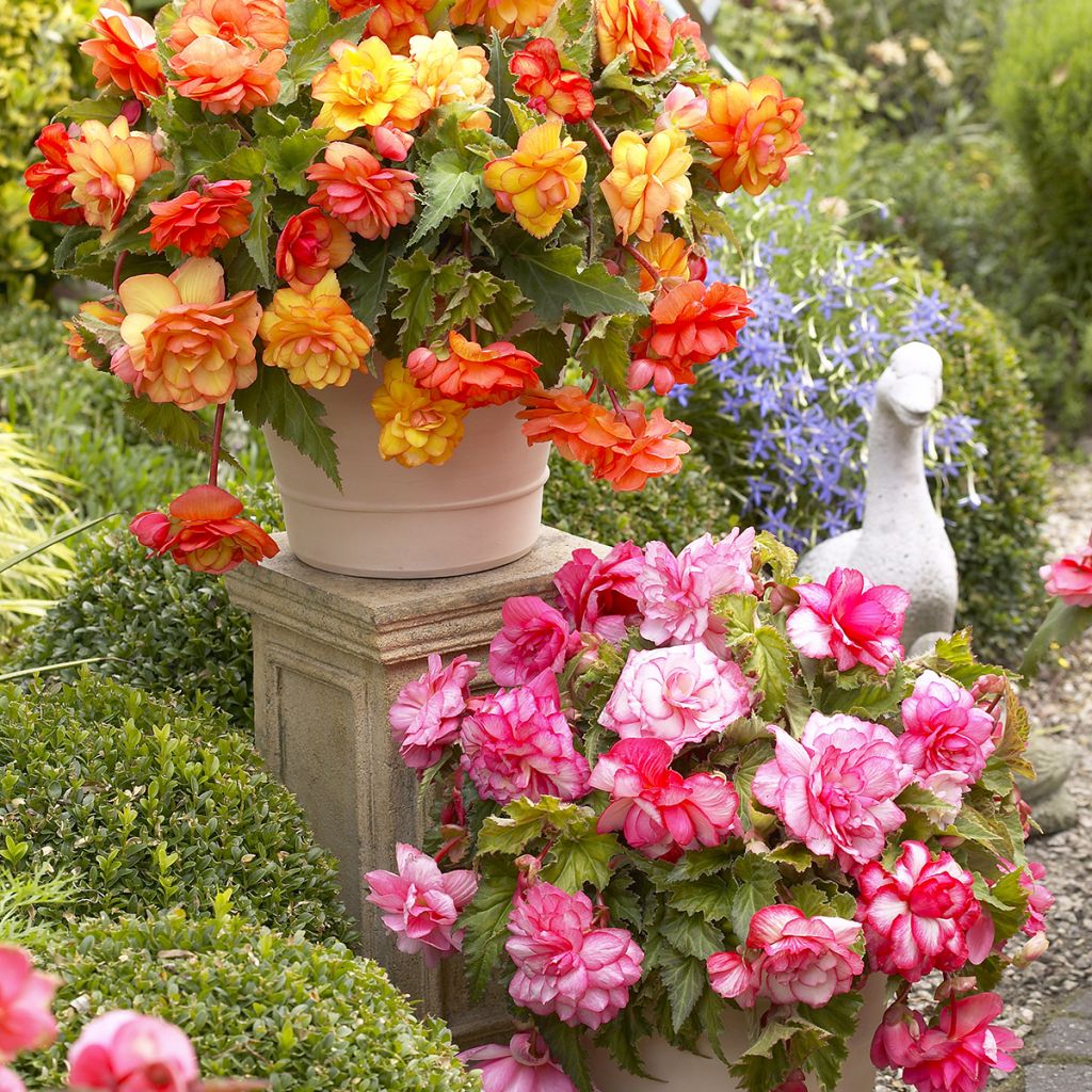 Begónia tuberosa Balcony Mix 2 Couleurs