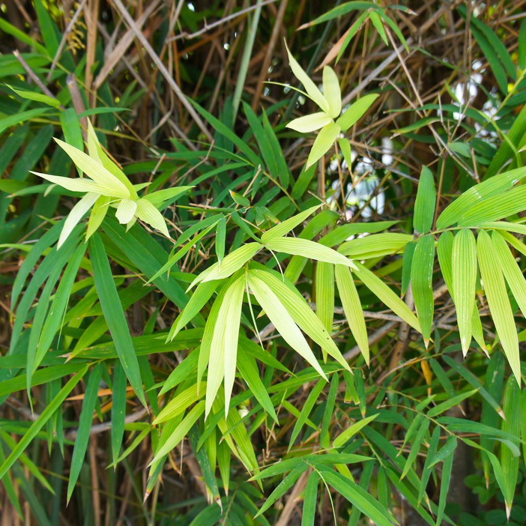 Pseudosasa japonica