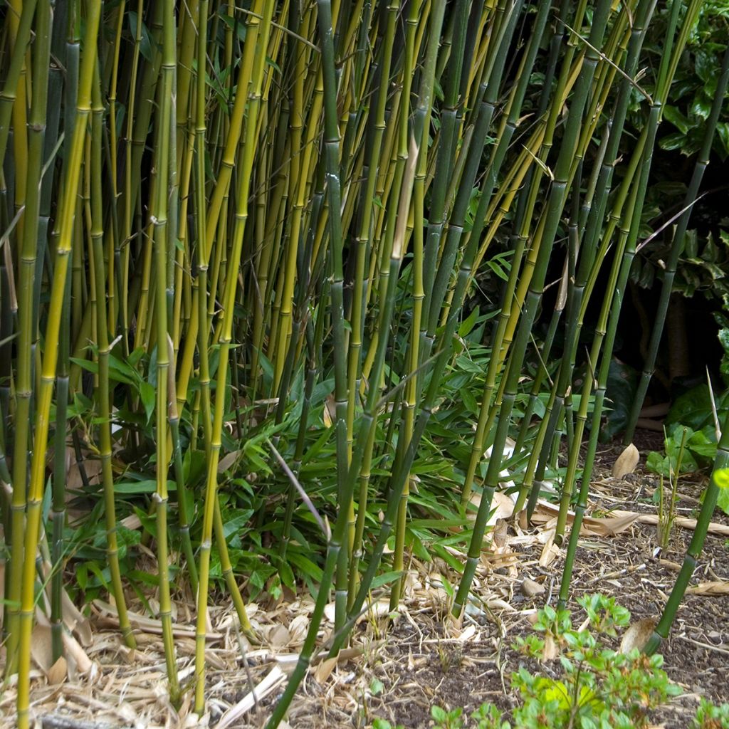 Phyllostachys bissetii