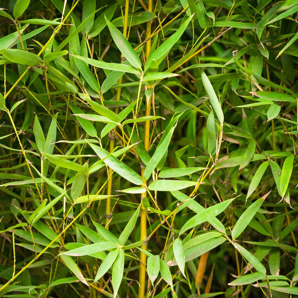 Phyllostachys aurea