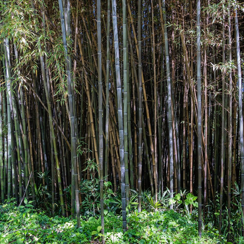 Phyllostachys nigra