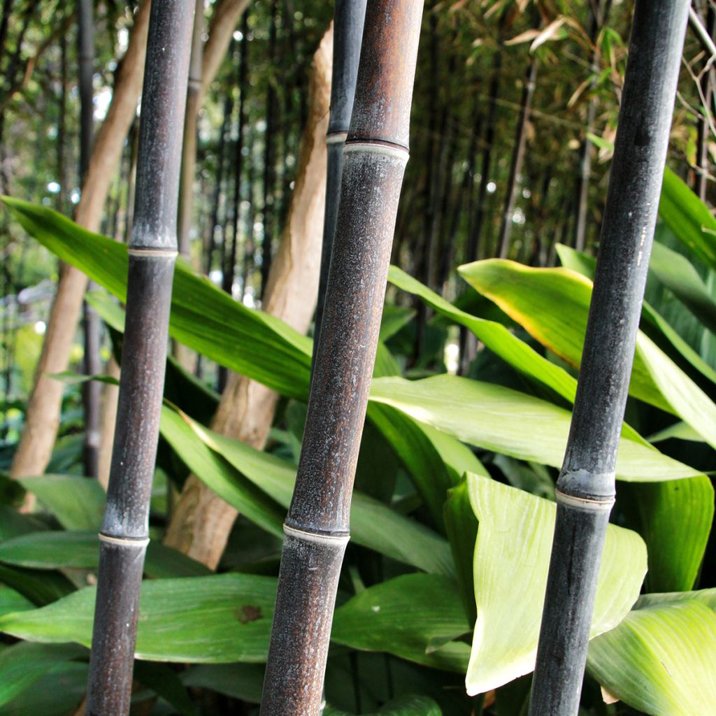 Phyllostachys nigra