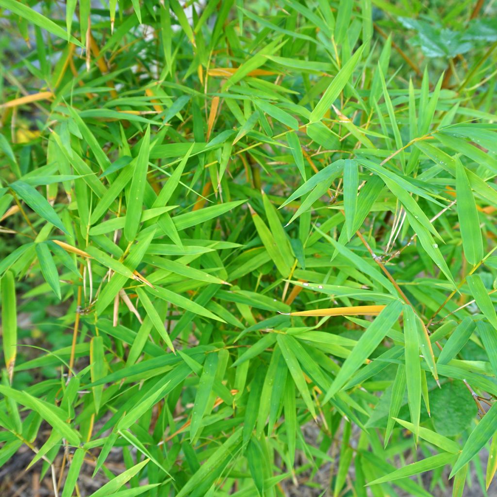 Phyllostachys nigra