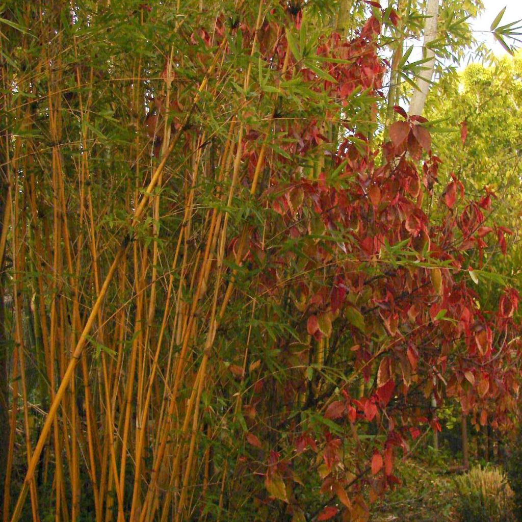Bambusa multiplex Alphonse Karr
