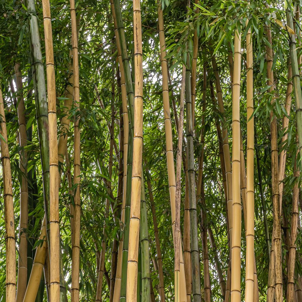 Bambusa multiplex Alphonse Karr